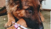 Pet Care Clinic (Bahria town)